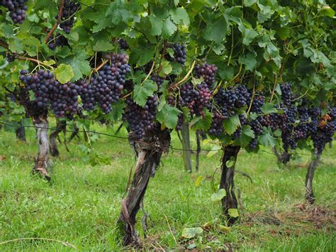 Overview of Grapevine Structure and Function – eVineyard blog