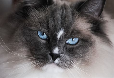 Blue Mitted Ragdoll Cat