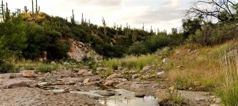 Catalina State Park | Arizona