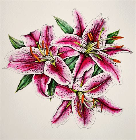 Stargazer Lilies Drawing at GetDrawings | Free download