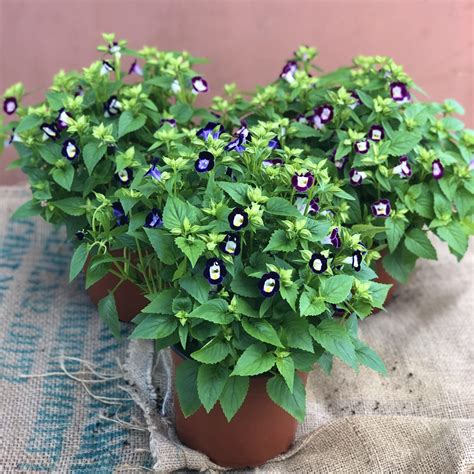 Torenia – THGC