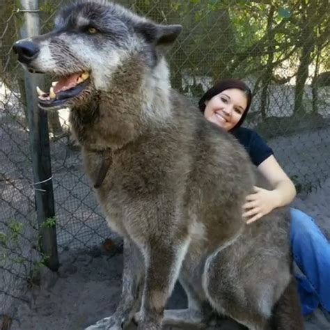 Biggest Wolf In The World Alive