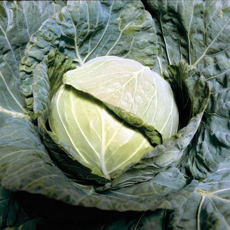 15 Cabbage Varieties You Should Know About - Growing Produce