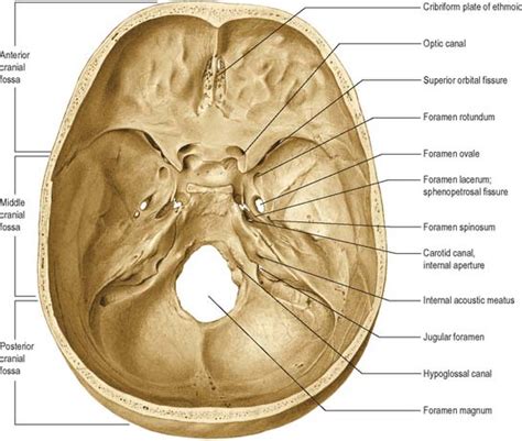 Intracranial region | Basicmedical Key