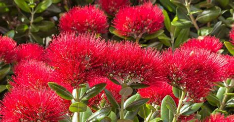 New Zealand Christmas Tree: Metrosideros Growing and Care (Pohutukawa)