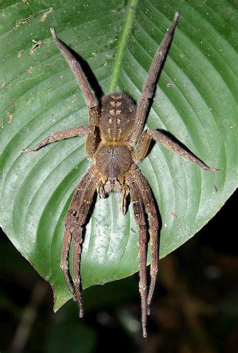 Brazilian Wandering Spider / Spider that can give men four-hour ...