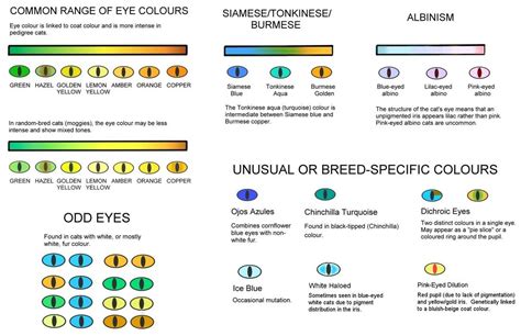 Colour and coat genetics in cats - Cats from your wildest dreams Eye ...