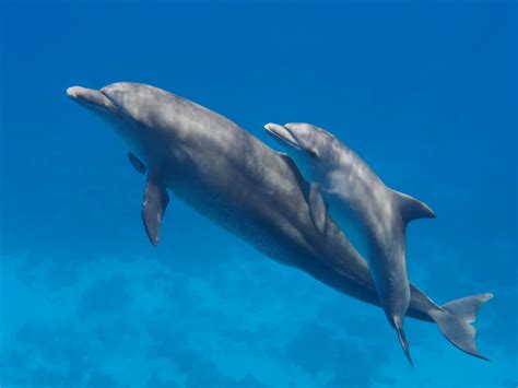 What are the life and death phases of a Dolphin? - Dolphins And You