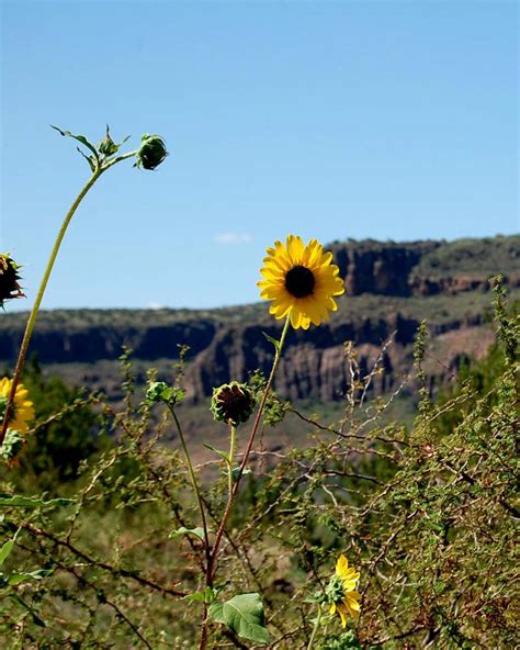 Wildflowers | Alpine, Texas