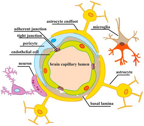 Cells | Free Full-Text | Mechanisms of Blood–Brain Barrier Protection ...