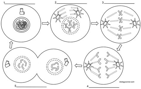 Mitosis Diagram