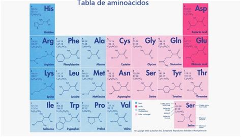 Table of 20 amino acids: types, functions and characteristics ...