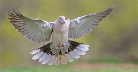 Mourning Dove Animal Pictures | A-Z Animals