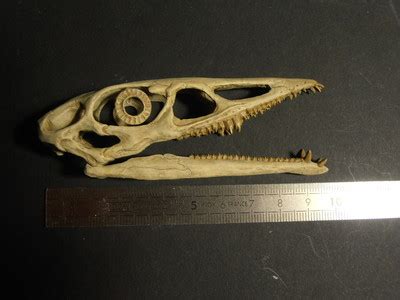 Pterosaur fossil skull replica EUDIMORPHODON (fossile dinosaure) not ...