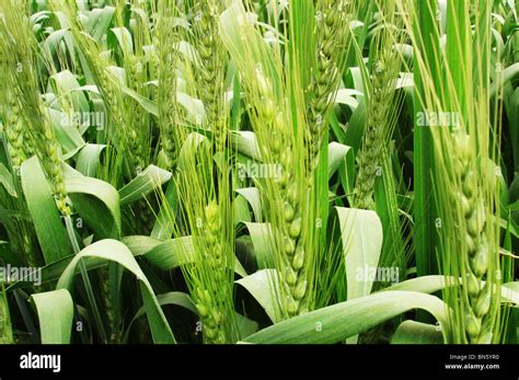 Israel Agriculture High Resolution Stock Photography and Images - Alamy