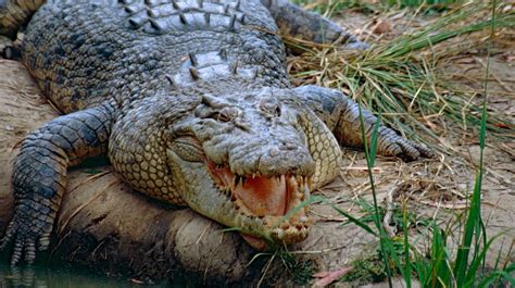 7 Fascinating Facts About The Australian Saltwater Crocodile