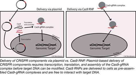 Genome engineering using Cas9/gRNA Ribonucleoproteins (RNPs)