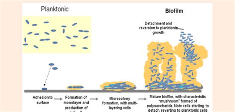 Various stages of biofilm formation and development [71]. | Download ...