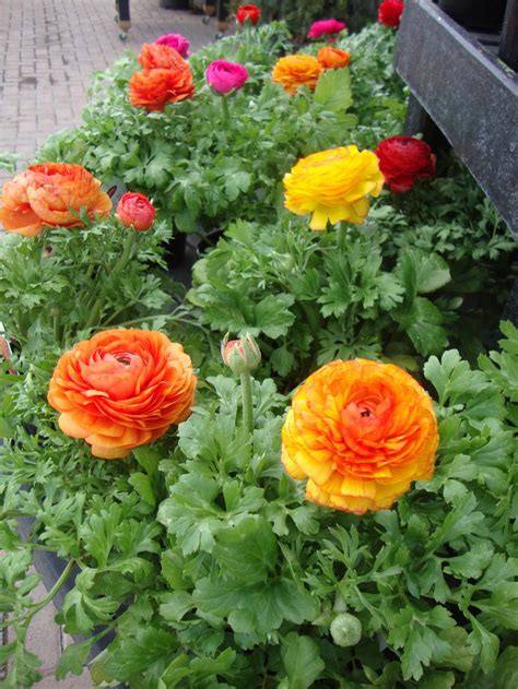 Photo of the entire plant of Persian Buttercup (Ranunculus asiaticus ...