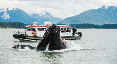 Juneau Whale Watching Cruise | Explore Mendenhall Glacier | 5 Hours