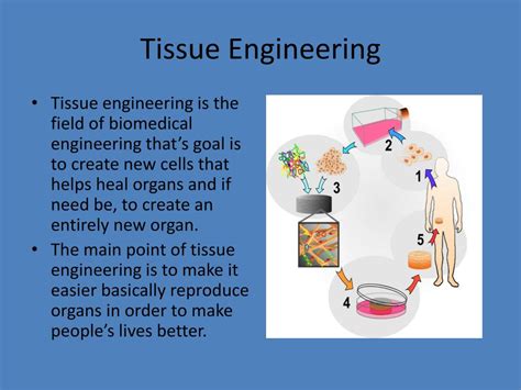 PPT - Tissue Engineering PowerPoint Presentation, free download - ID ...