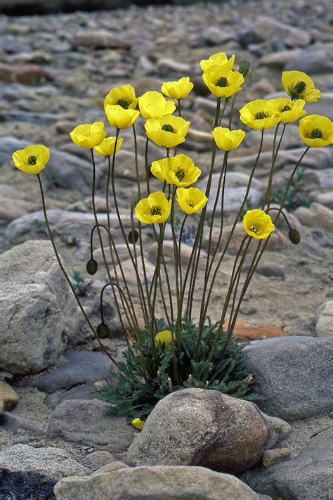 Papaver radicatum (Papaveraceae) image 199697 at PhytoImages.siu.edu