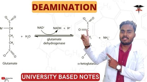 Deamination Reaction || Oxidative deamination by Glutamate ...