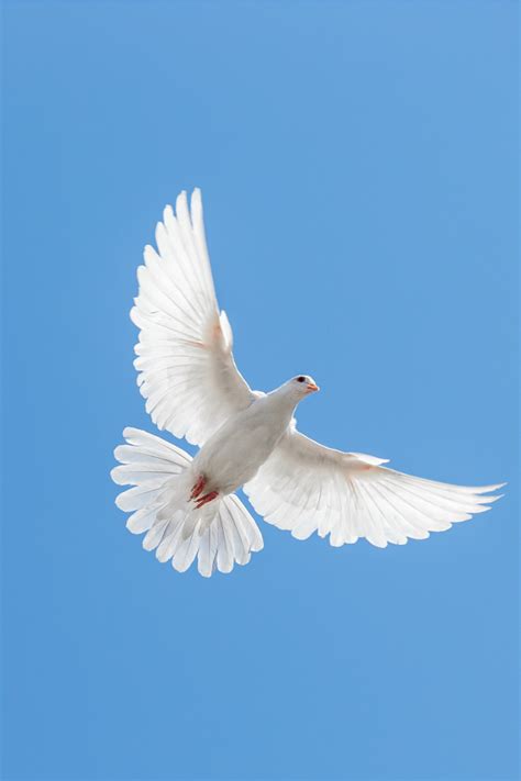 7 Spiritual Meanings of Dove