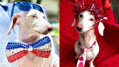 Rare albino dachshund Duke who struggled to find his forever home, is ...