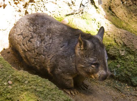 The Creature Feature: 10 Fun Facts About Wombats | WIRED