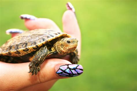 Tiny Pet Turtle Species