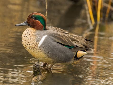 Pin on Duck breeds