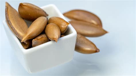 Madhuca Longifolia Seeds, Iluppai-tam, South Indian Mahua Seeds Stock ...