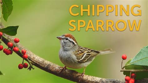 Chipping Sparrow - YouTube