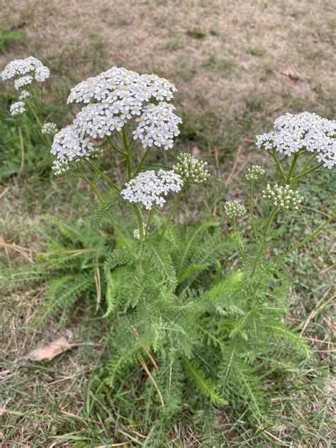 Achillea millefolium – CNPS El Dorado Chapter | Plant Sale