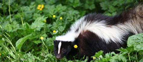 CREATURE FEATURE – Striped skunks – Friends of the Rouge