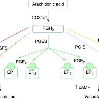 1 Synthesis of prostanoids and their downstream receptors. Oxidation of ...