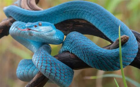 11 Blue Snakes That Will Leave You Breathless - Reptile Jam