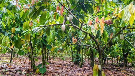 NCA, WCF Partner To Promote Conservation In Cocoa Supply Chain - NCA