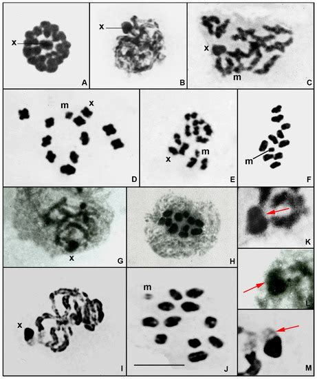 Diversity | Free Full-Text | Meiotic Analysis of Gomphidae Species ...