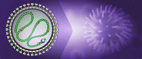 Paramyxoviridae (Mumps) | LSBio