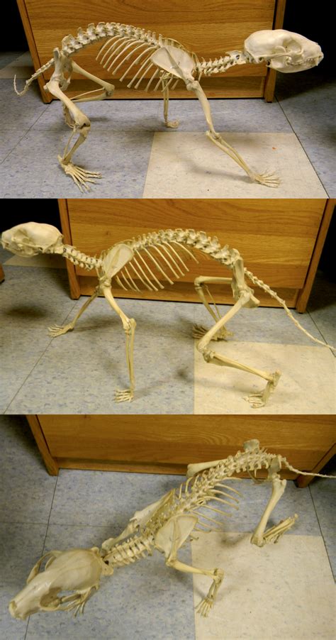 Raccoon Skeleton 2 by Koeskull on DeviantArt