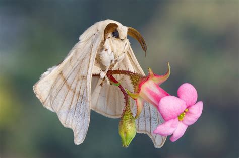 Bicho-da-seda - Bombyx mori - Insetos - InfoEscola