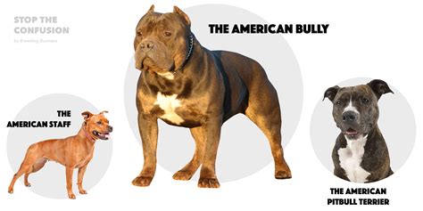 American Bully XL – Standard, Regimen, Bloodlines, Breeding & FAQ ...