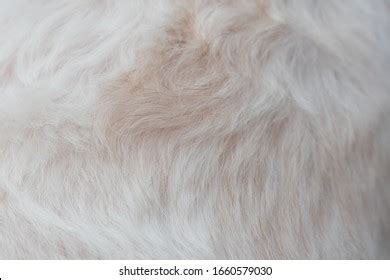 Surface White Dog Fur Close Beautiful Stock Photo 1660579030 | Shutterstock