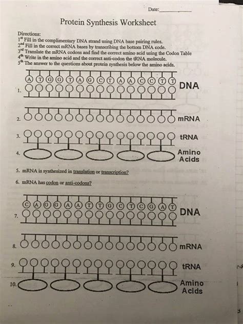 Dna Rna And Protein Synthesis Answer Key