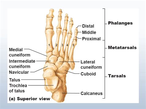 Image result for Tarsals, talus, calcaneus | Biological anthropology ...