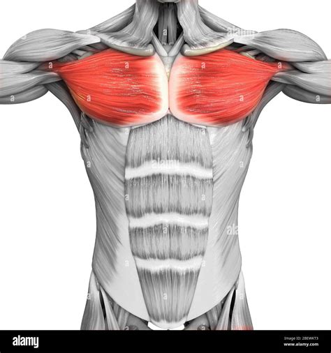 Chest Muscles Anatomy Chest Muscle Anatomy Diagram Pectoral Muscles ...