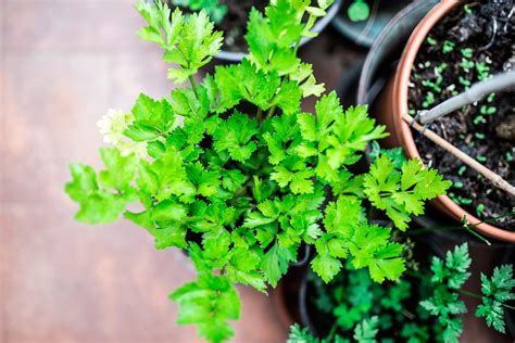 14 Medicinal Herbs You Can Grow | Reader's Digest