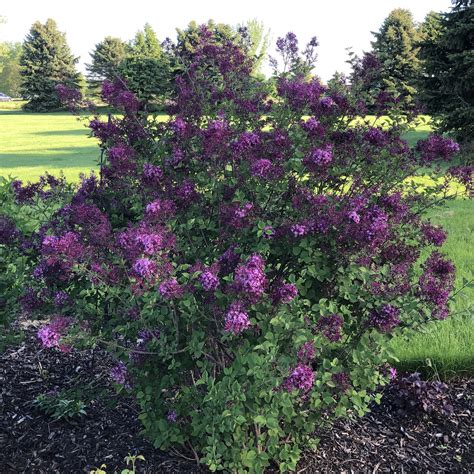 Syringa BLOOMERANG Dark Purple - Buy Lilac Bloomerang Shrubs Online